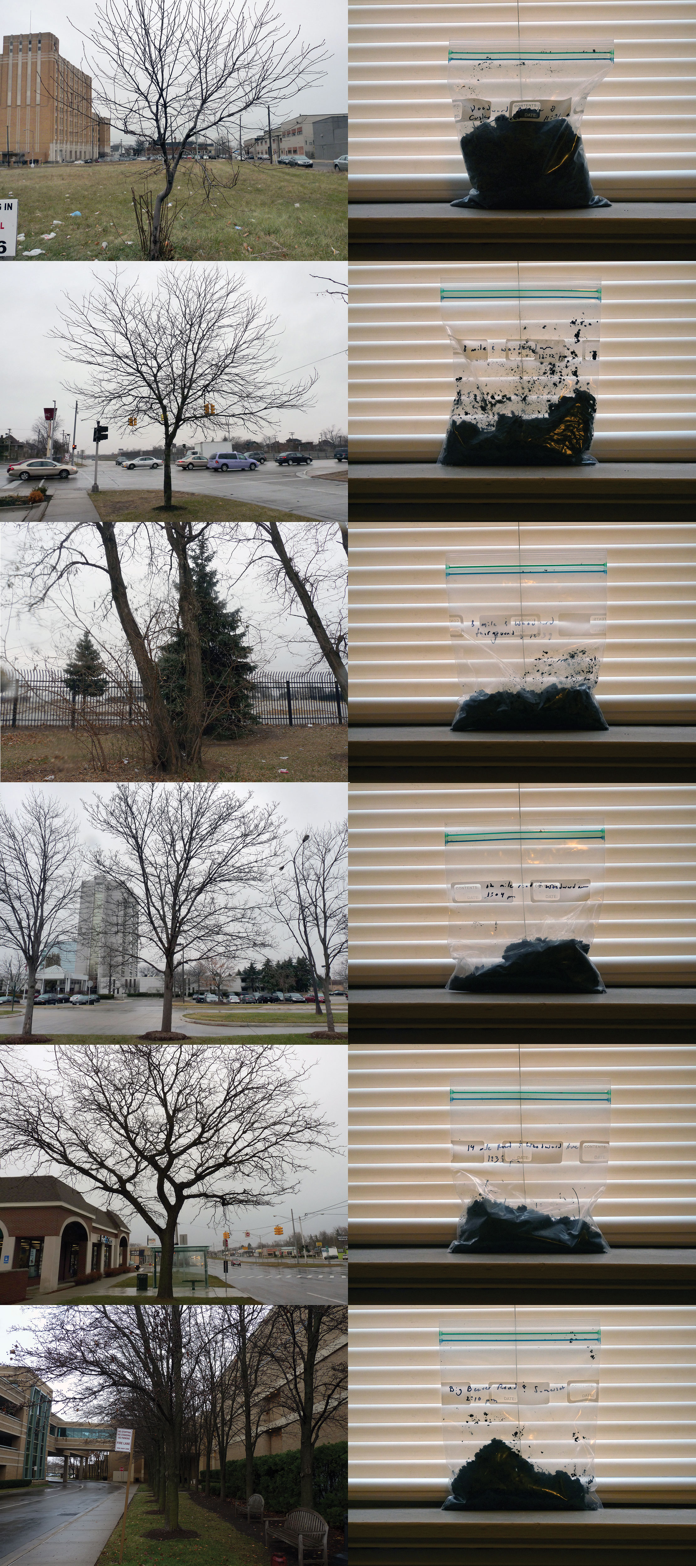 transplanting dirt and disbursing trees - image 4